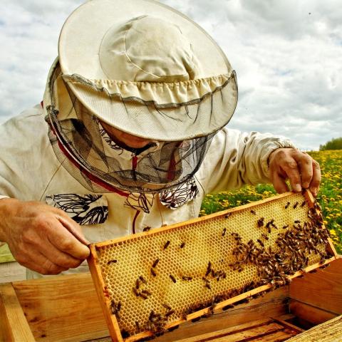 imker-mit-bienen