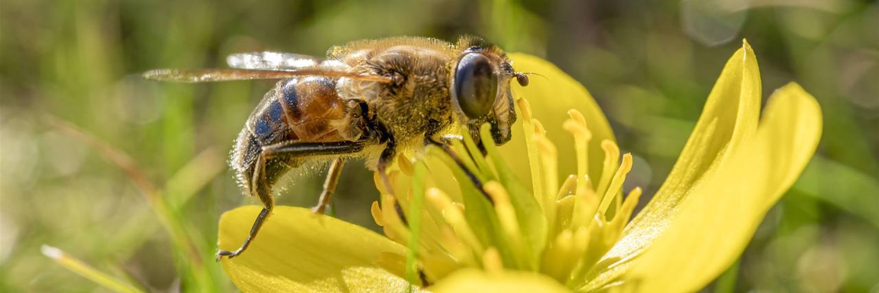 imkerverein-eichwalde-zeuthen-biene-bestaebung