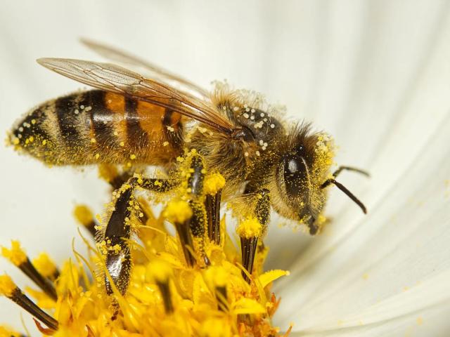 imkerverein-zeuthen-eichwalde-bienenschutz